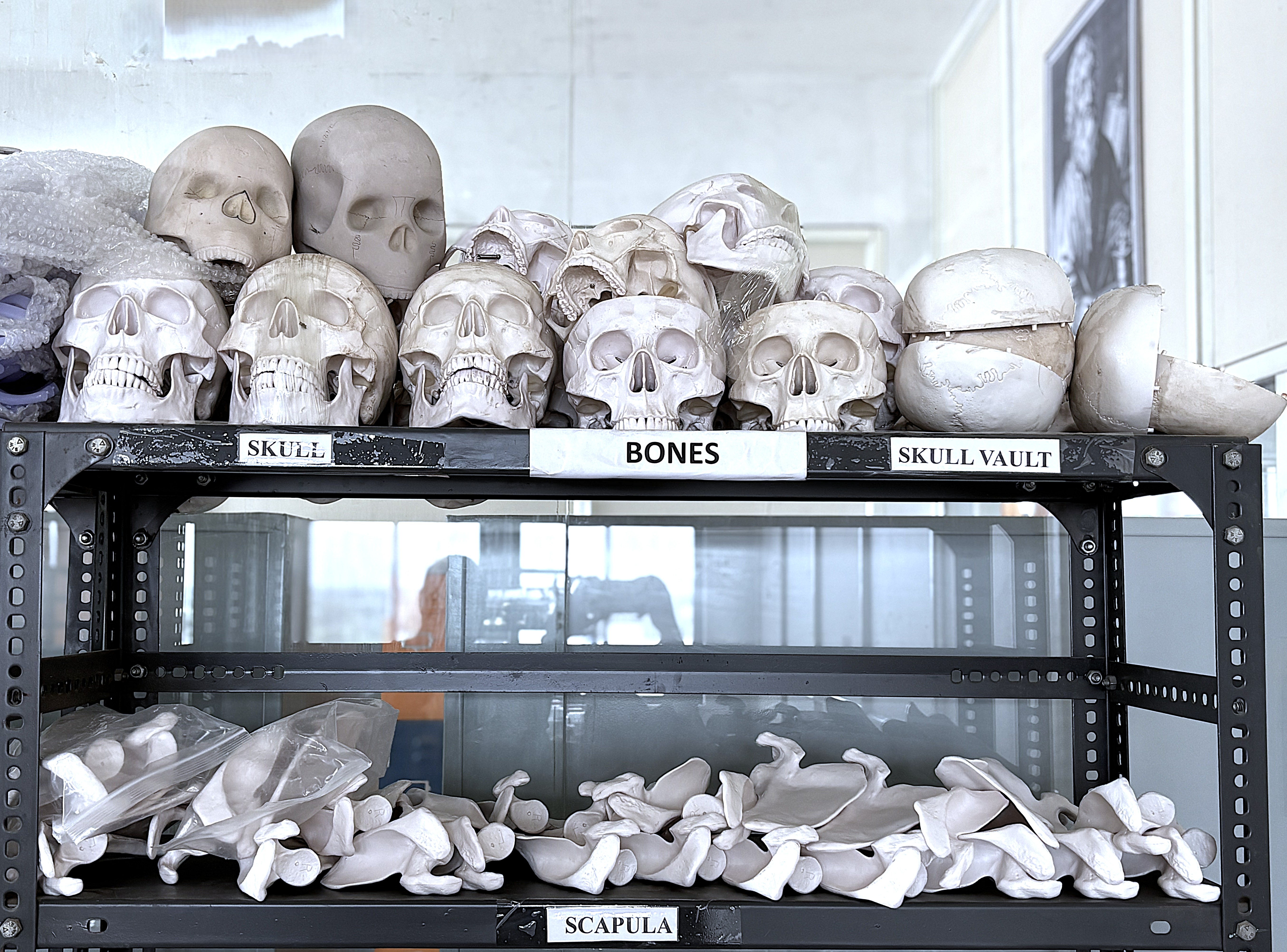 Anatomy Gallery